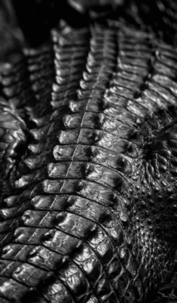 Comic-style panel features realistic crocodile skin