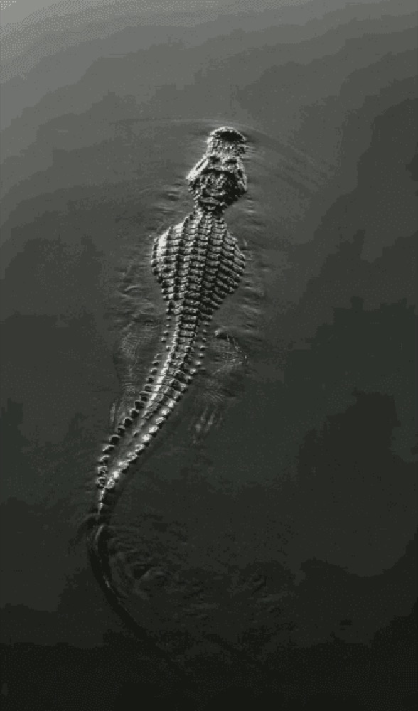 Comic-style panel features realistic crocodile swimming